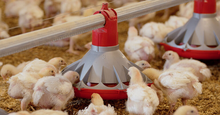 KONAVI® Feeder 