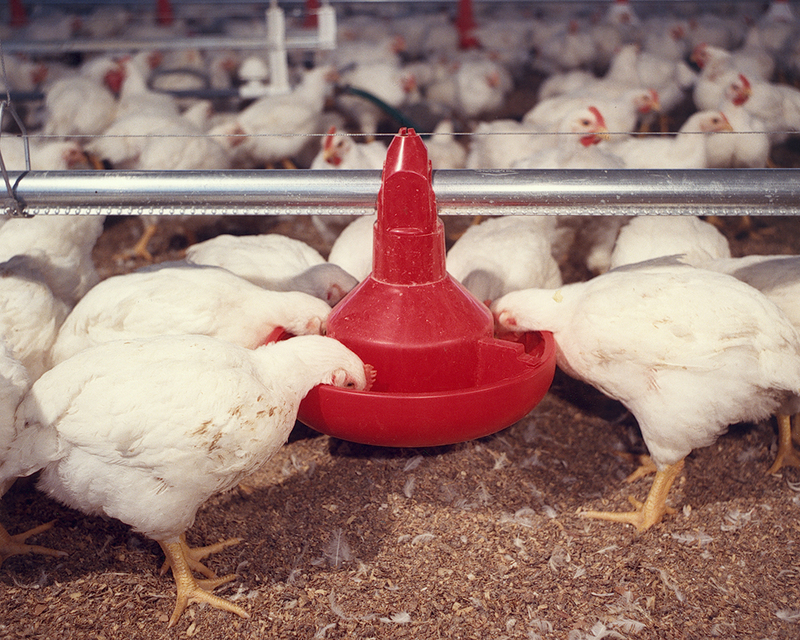  MODEL H2™ Feeder