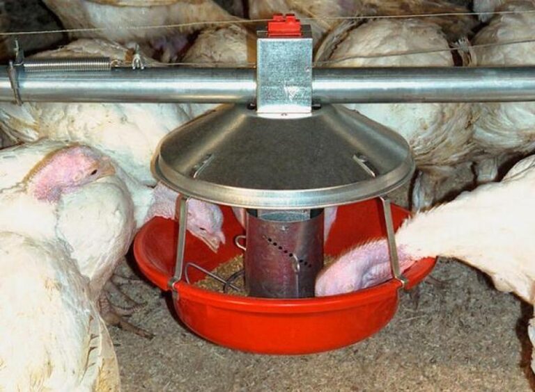 Model ATF™ Feeder