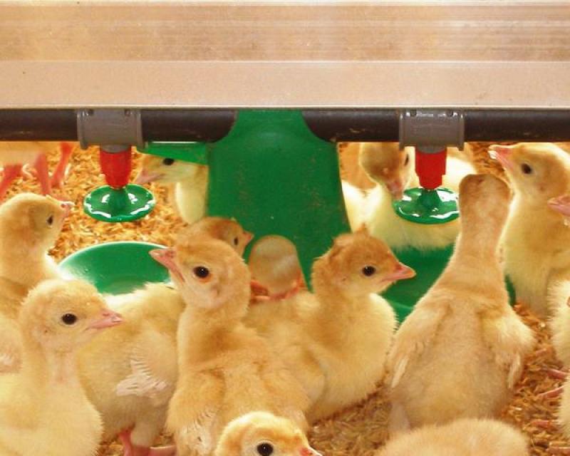 ADVANTI-FLOW® Poult Drinker