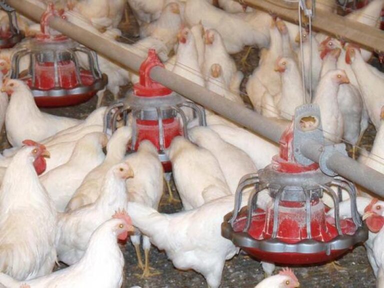 Floor Bird Pan Feeders