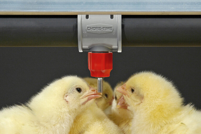 Nipple Drinkers for Broilers