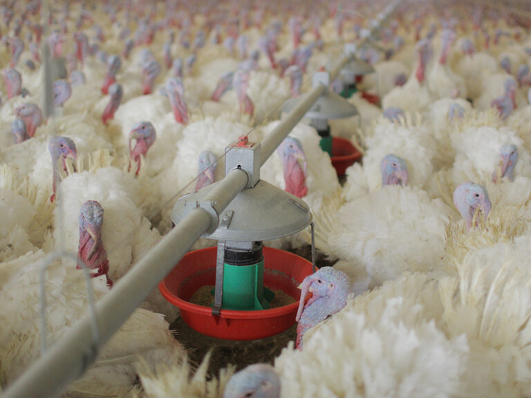 Model ATF™ Plus Feeder