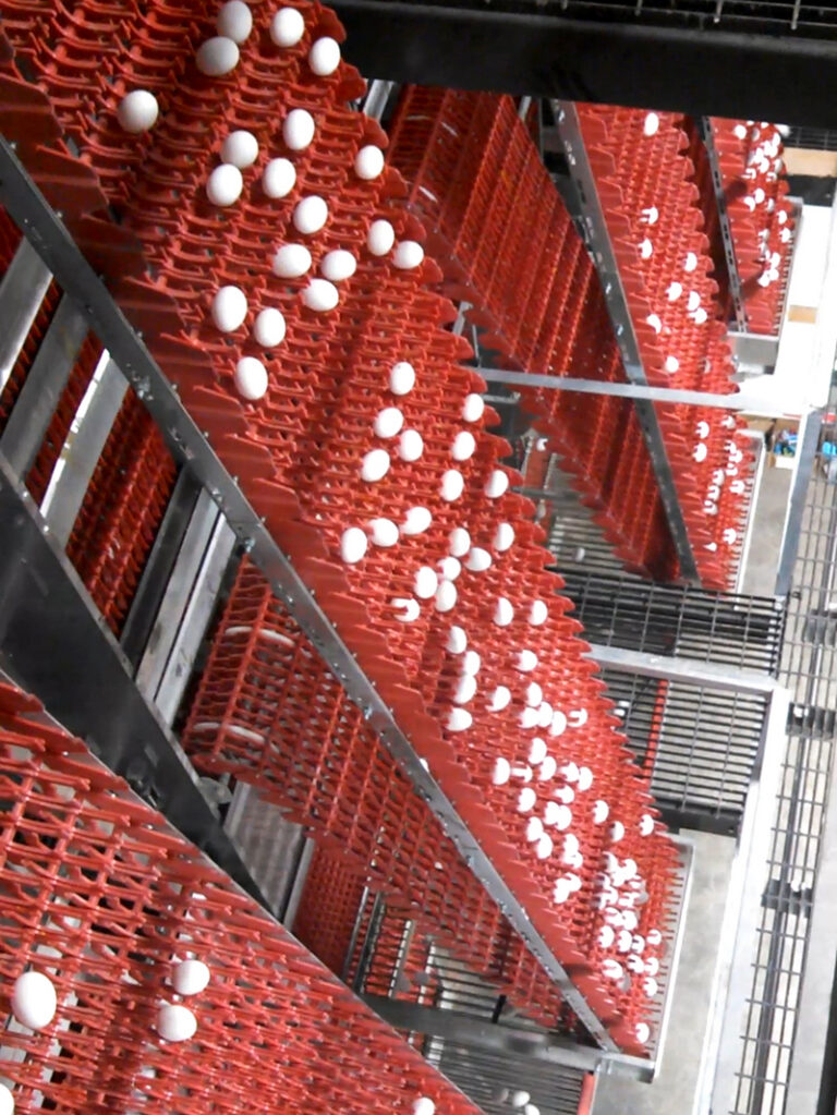 EXCELSIOR® Egg Collection System for VERSA® PLUS Colony