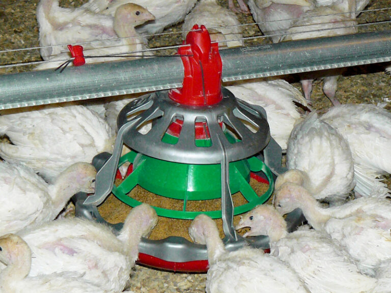 LIBERTY® Open-Grill Poult Feeder
