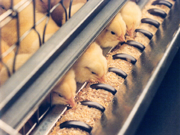 ULTRAFLO™ Cage & Colony Feeding Systems
