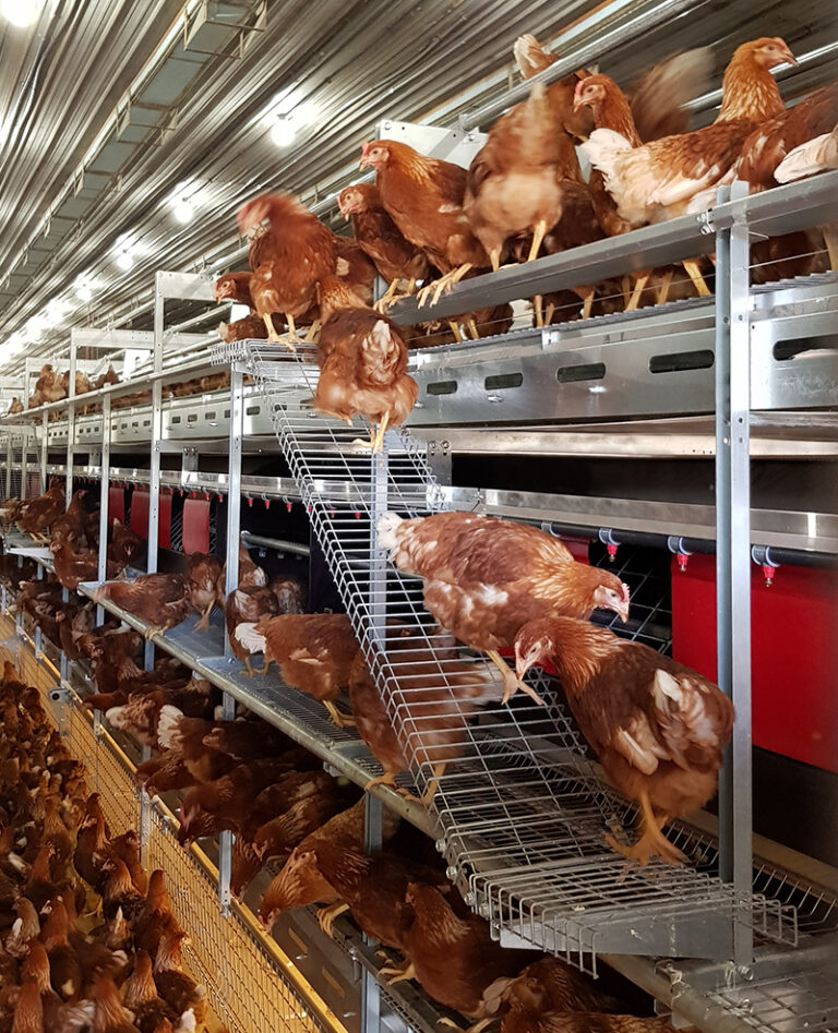 VIKE™ Aviary System 