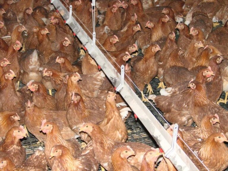 Nipple Drinkers for Cage-Free Layers